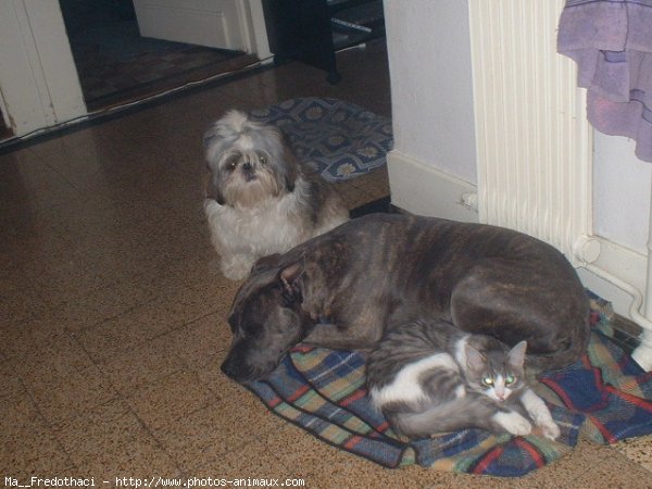 Photo de Shih tzu