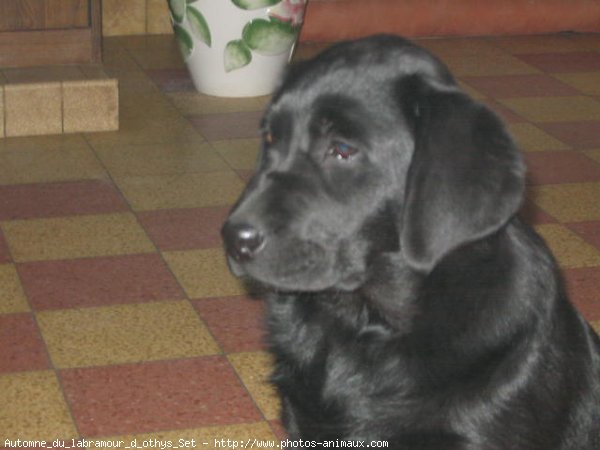 Photo de Labrador retriever