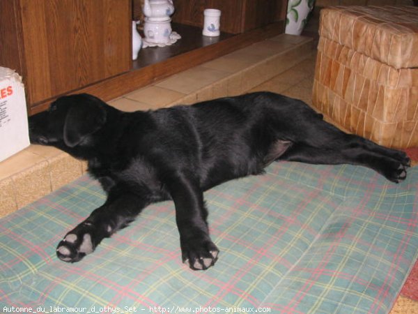 Photo de Labrador retriever