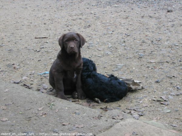 Photo de Races diffrentes