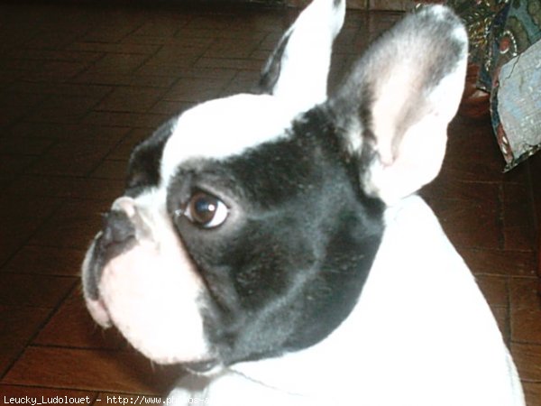 Photo de Bouledogue franais