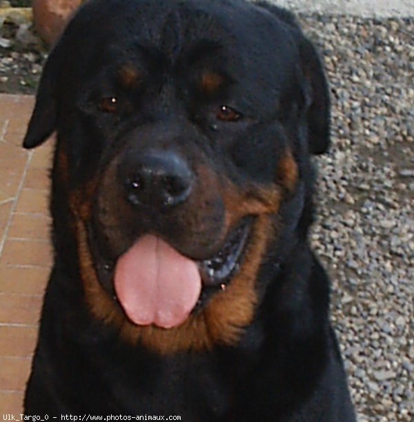 Photo de Rottweiler