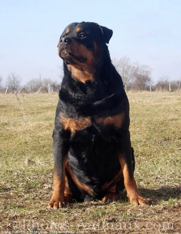 Photo de Rottweiler