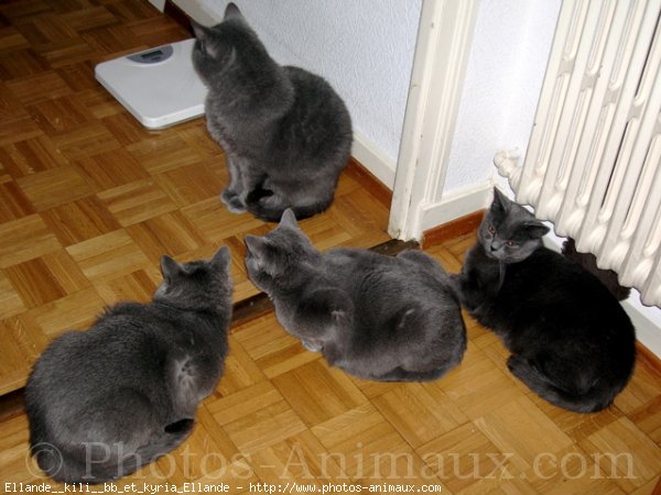 Photo de Chartreux