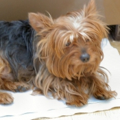 Photo de Yorkshire terrier