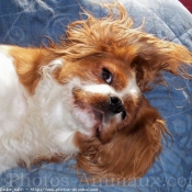 Photo de Cavalier king charles spaniel