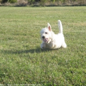 Photo de West highland white terrier