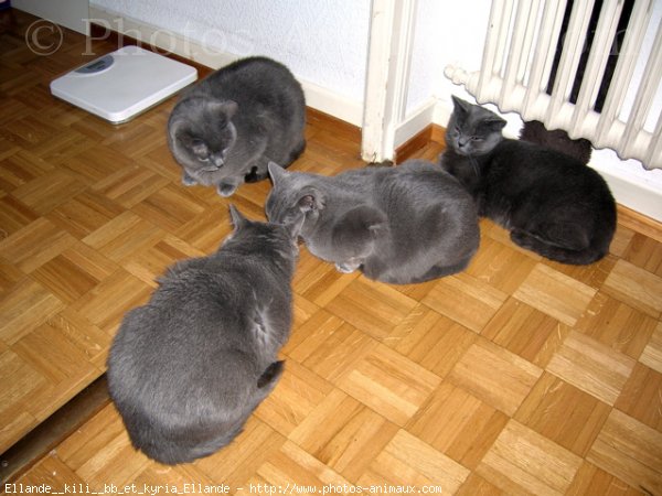 Photo de Chartreux