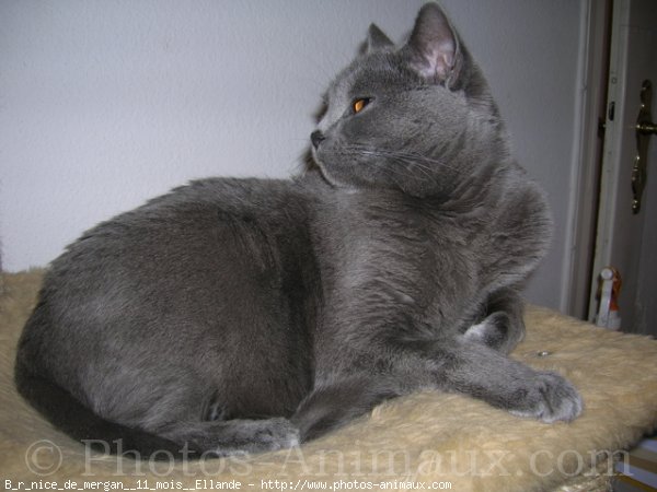 Photo de Chartreux