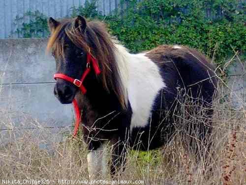 Photo de Shetland