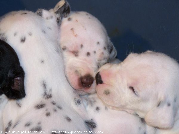 Photo de Dalmatien