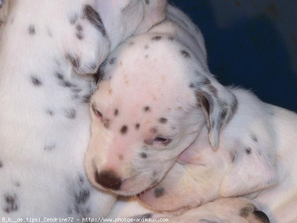 Photo de Dalmatien