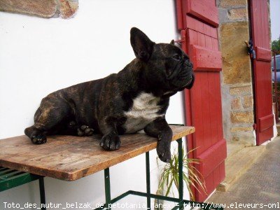 Photo de Bouledogue franais