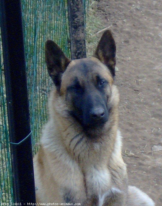 Photo de Berger belge malinois