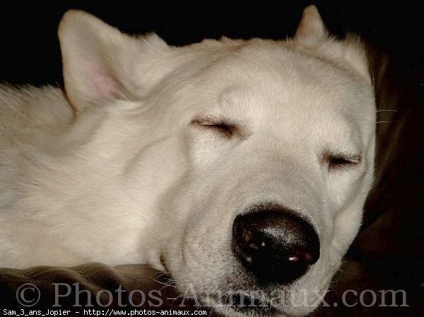 Photo de Berger blanc suisse