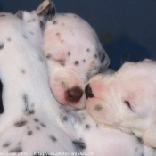 Photo de Dalmatien