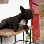 Photo de Bouledogue franais