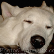 Photo de Berger blanc suisse