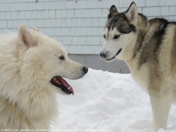 Photo de Races diffrentes