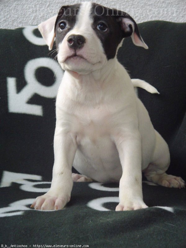 Photo d'American staffordshire terrier