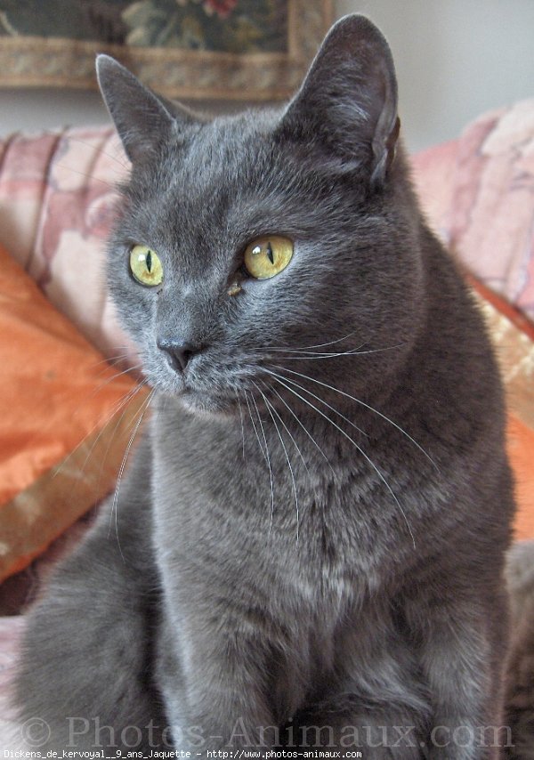 Photo de Chartreux