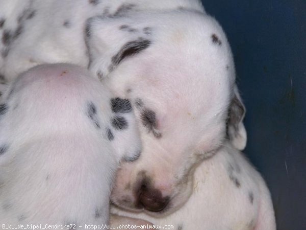 Photo de Dalmatien