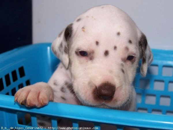 Photo de Dalmatien