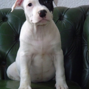 Photo d'American staffordshire terrier