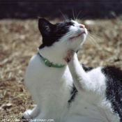 Photo de Chat domestique