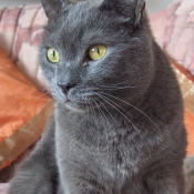 Photo de Chartreux