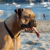 Photo de Boxer