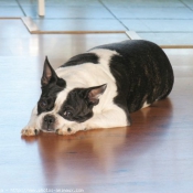 Photo de Boston terrier