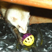 Photo de Furet