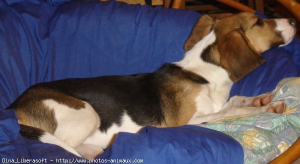 Photo de Beagle