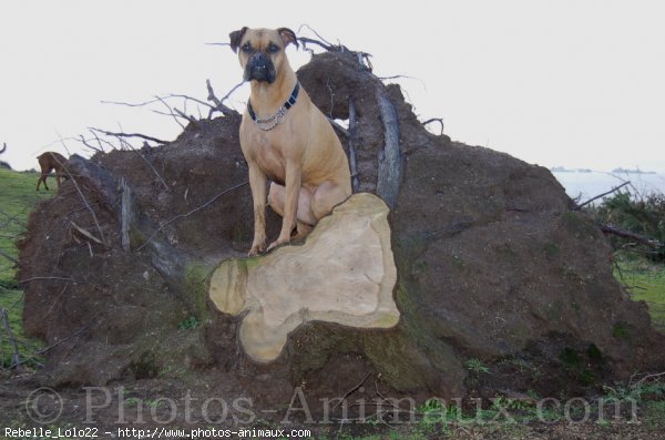 Photo de Boxer