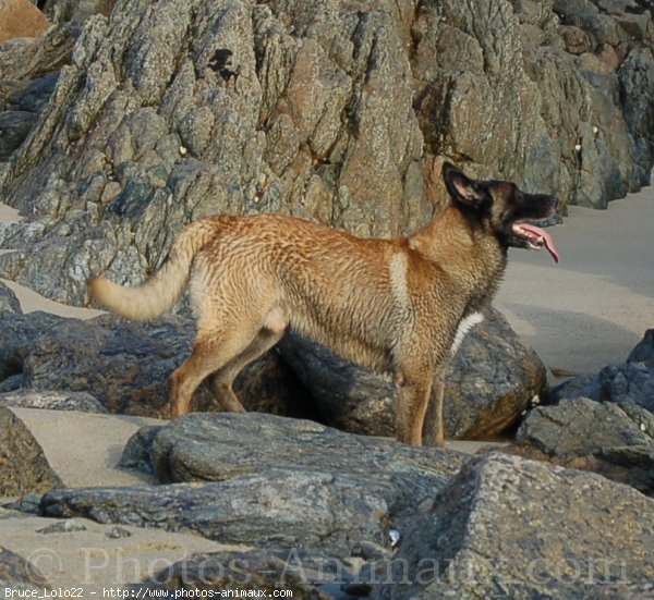 Photo de Berger belge malinois