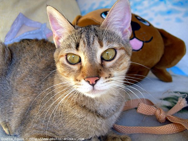 Photo de Chat domestique