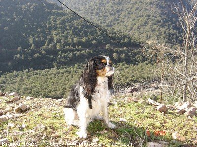 Photo de Cavalier king charles spaniel