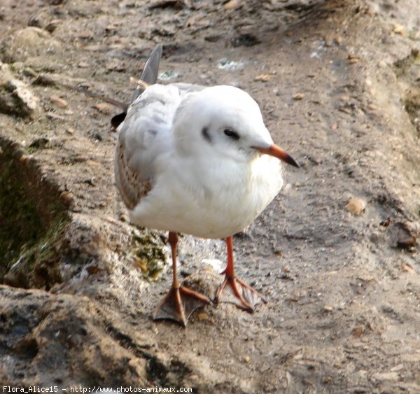 Photo de Mouette