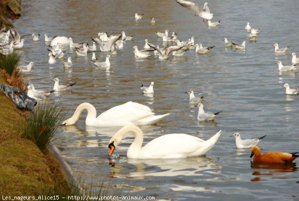 Photo de Races diffrentes