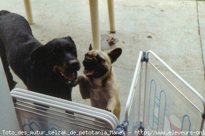 Photo de Bouledogue franais