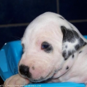 Photo de Dalmatien