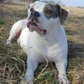 Photo de Bulldog americain