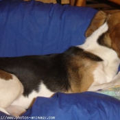 Photo de Beagle