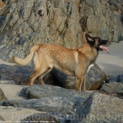 Photo de Berger belge malinois