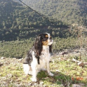 Photo de Cavalier king charles spaniel