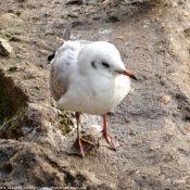 Photo de Mouette