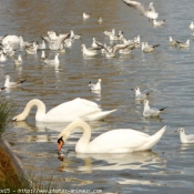 Photo de Races diffrentes