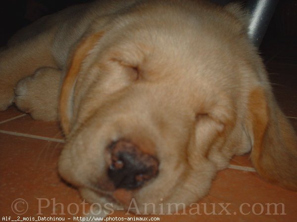 Photo de Labrador retriever