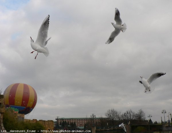 Photo de Mouette